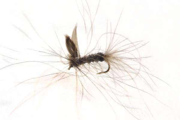 CDC Blue Dun Elk Emerger | CDC Fliegen | Fliegen